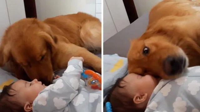 YouTube viral: Perro conoce al bebé de su dueña y su reacción enamora [VIDEO]