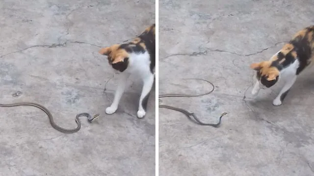 Facebook: Gato curioso tiene impresionante duelo con serpiente y el final es impensado