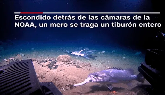 Un pez que devora por completo a tiburón aterra a usuarios en redes sociales [VIDEO]