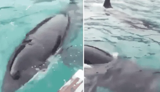 Desliza las imágenes para a la madre orca ayudando a los pescadores a salvar a su bebé. Foto: Facebook