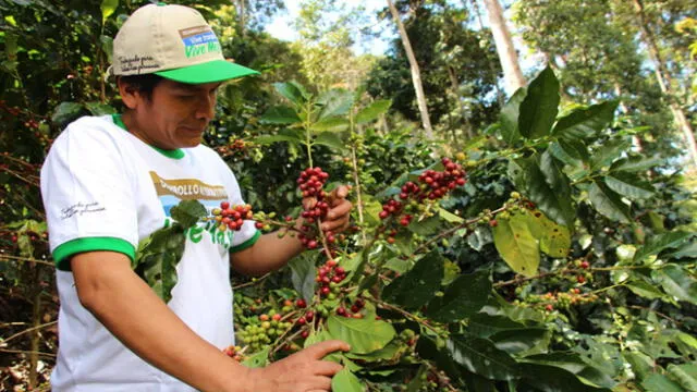 Semana Santa: feria presentará mejores granos de café y cacao en Ayacucho