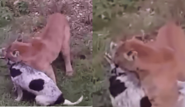 Vía YouTube: perro logra sobrevivir al feroz ataque de un puma [VIDEO]