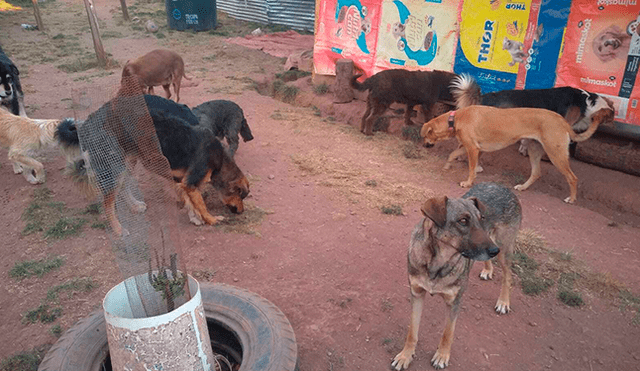 Pese a todas las dificultades, Felicia se las arregla para mantener a flote la casa de tantos perros desamparados.