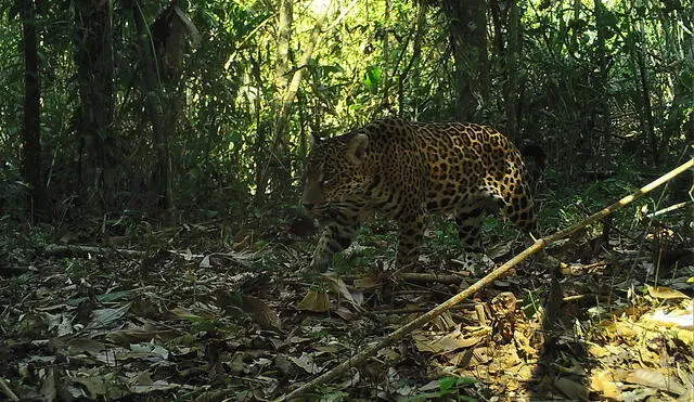 Cámaras trampa para evitar la extinción del jaguar [VIDEO]