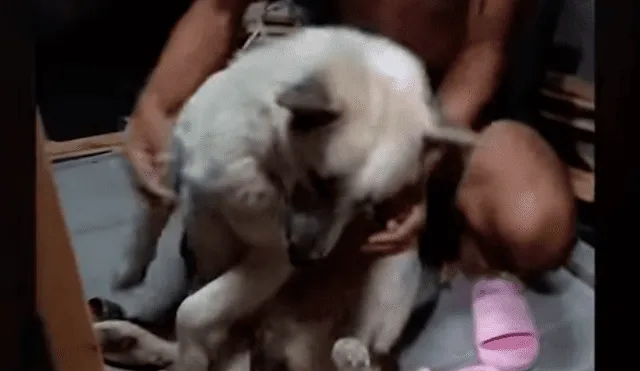 YouTube viral: perrito no quiso que dueño lo bañe y fingió su muerte [VIDEO]
