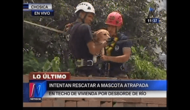 Personal del Ejército del Perú rescata a mascota atrapada en techo de vivienda en Chosica 