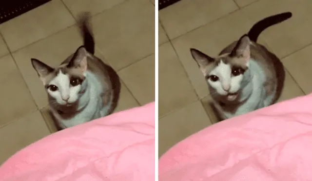 Desliza las imágenes para conocer la divertida reacción de un gato al escuchar la pregunta de su dueña.