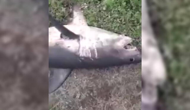 Las imágenes muestran a un escualo muerto en las orillas de un río de Rusia. Foto: YouTube/Captura/RT en Español