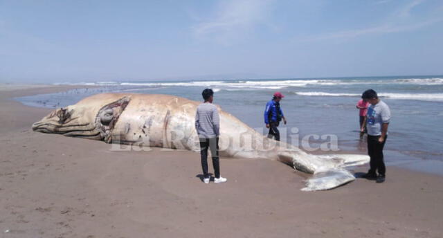 Ballena muerta quedó varada en playa de Tacna.