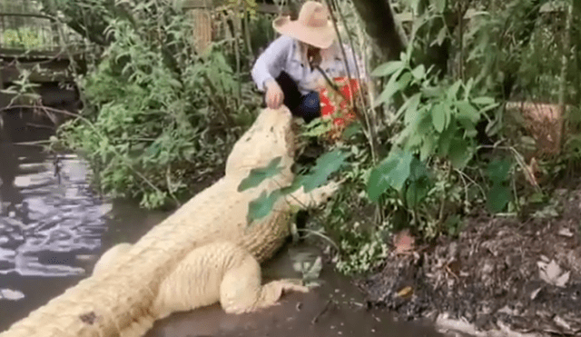 Desliza hacia la izquierda para ver las imágenes del viral de Facebook que muestran el encuentro de una mujer con un enorme cocodrilo.