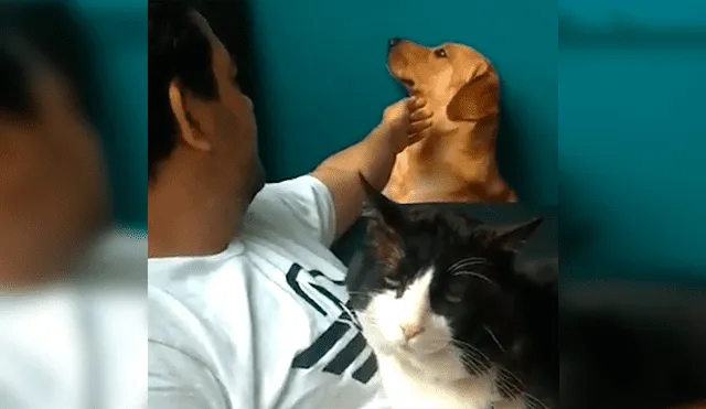 En Facebook, un perro se puso celoso al apreciar que su dueño daba amorosas caricias a un gato.