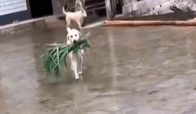 Facebook viral: perro alimenta a toros, luego de que su dueño sufriera accidente [VIDEO]