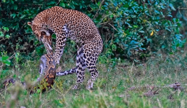 El leopardo atacó la cabeza del reptil mientras este intentaba rodearlo con su cuerpo. Foto: captura.