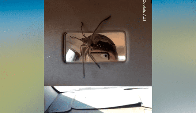 Facebook viral: escucha extraños ruidos en su auto mientras maneja, lo revisa y encuentra aterradora criatura