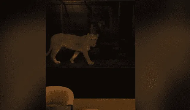 Instagram viral: León cachorro es exhibido en una vitrina para amantes del café [VIDEO]