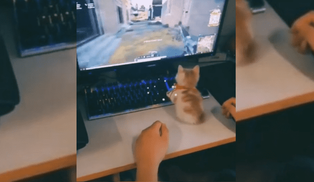 Video es viral en TikTok. El felino invadió el espacio donde jugaba su dueño y se apoderó del videojuego.