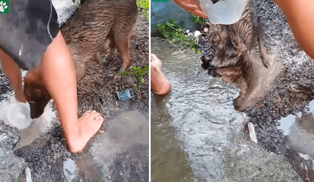 Facebook viral: perro bebé queda atrapado en agujero lleno de agua y su madre lo intenta salvar
