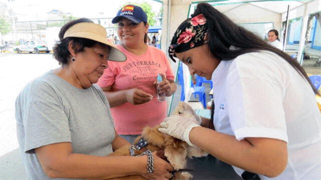 Mascotas: campaña ofrecerá atención veterinaria gratuita este sábado 