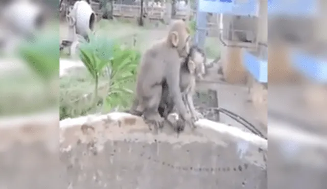 Desliza las imágenes para ver más sobre este amoroso rescate de una mamá mono a su cría. (Foto: captura)