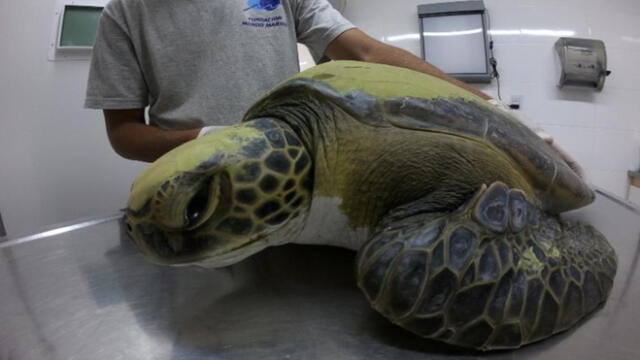 tortuga marina rescatada