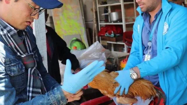 Los gallos serán examinados por veterinarios. Foto: difusión