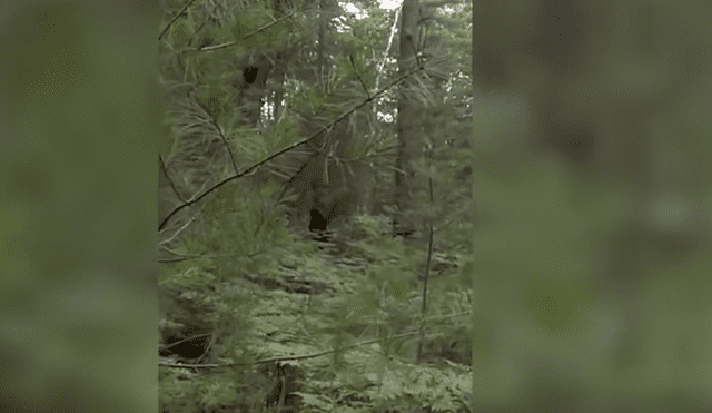 YouTube Viral: Joven asegura haber filmado a "Pie grande" en bosque de EEUU [VIDEO]