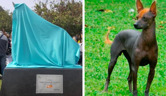 San Borja rinde homenaje a perro sin pelo peruano con escultura [FOTO Y VIDEO]