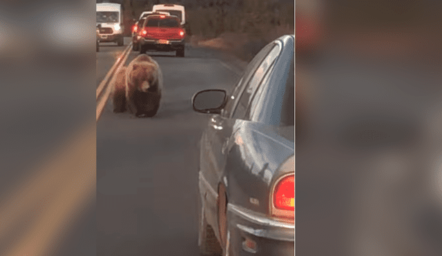 YouTube viral: Conductor es acechado por gigantesco oso en autopista y ocurre aterrador momento [VIDEO]