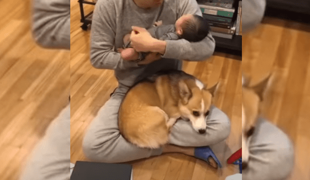 Video es viral en TikTok. El can no soportó que su amo lo ignore por el nuevo integrante de la familia y tuvo un gracioso comportamiento para llamar su atención.