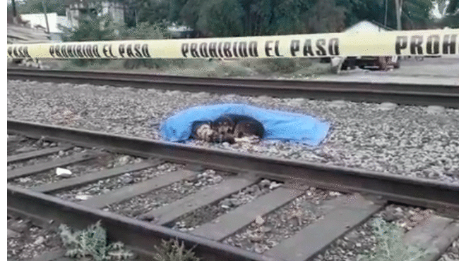 Perro acompañó a su dueño fallecido tras ser atropellado por tren [VIDEO]