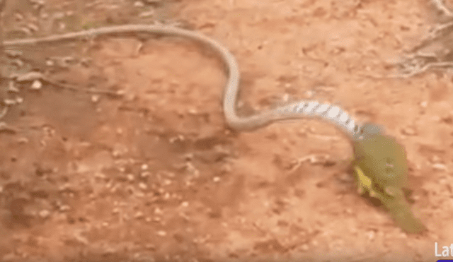 Serpiente finge su muerte para engañar a feroz madre pájaro y escapar de sus garras [VIDEO] 