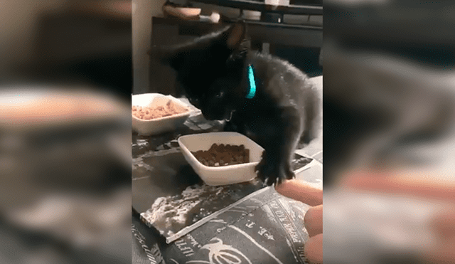 En Facebook, un chico quedó sorprendido con la reacción de su gato cuando este imaginó que le iba arrebatar sus alimentos.