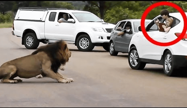 Facebook Viral: Cámaras captan el preciso instante en que león casi devora a dos niños que lo molestaban [VIDEO] 
