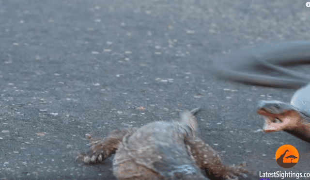 Graban a feroz cobra intentando matar a dragón de komodo de la forma más terrorífica [VIDEO]