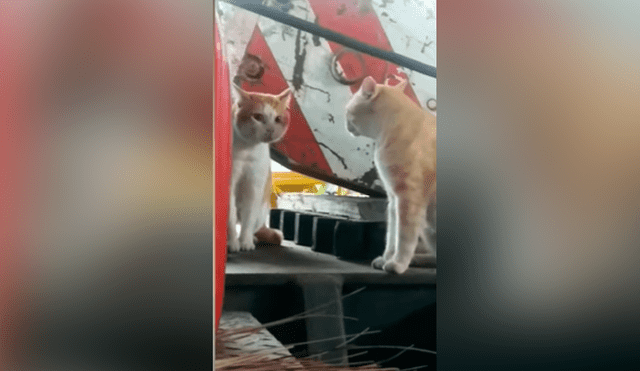 YouTube viral: gato piensa que está frente a un espejo, pero se lleva una tremenda sorpresa