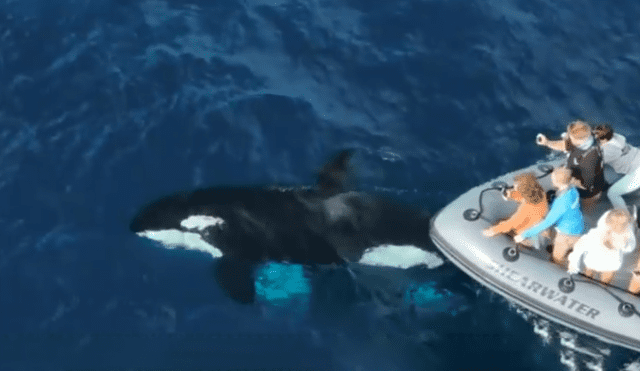 Un grupo de pescadores registró el momento en que una ballena emergió del mar y se dejó tomar distintos 'selfies'.