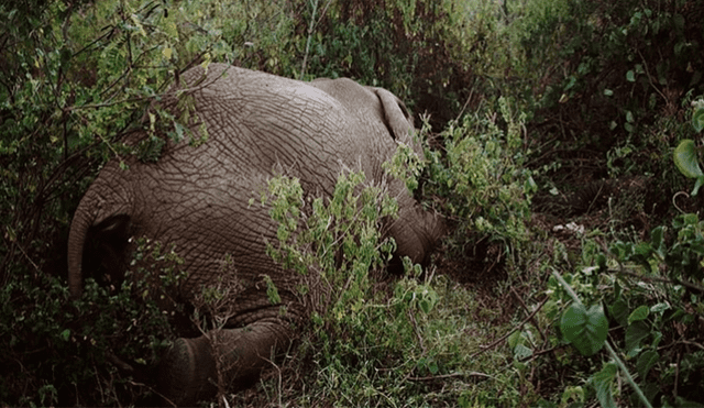 Fotógrafo revela sanguinarias imágenes para denunciar cacería ilegal de elefantes 