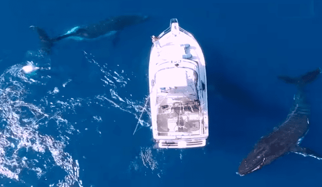 Facebook viral: graban el momento en que tres ballenas rodear barco lleno de tripulantes [VIDEO] 