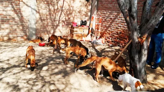 Lambayeque: rescatan 14 perros en estado de abandono [VIDEO]