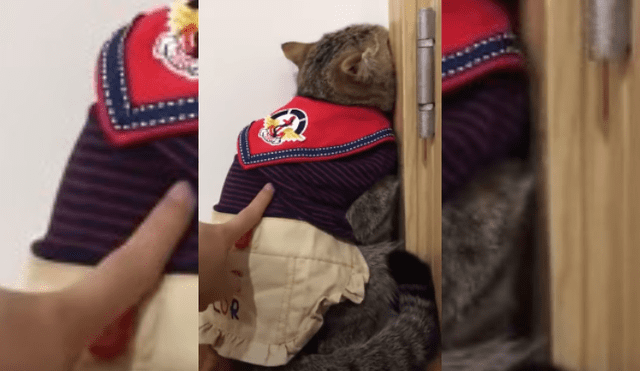 Video es viral en Facebook. Dueña de la felina compartió una de las graciosas escenas que protagoniza su mascota, cada vez que le llama la atención por alguna travesura.
