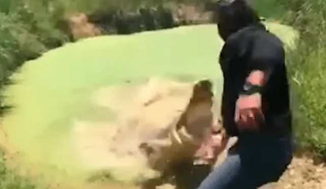 Facebook viral: hombre visitó pantano abandonado, se acerca y enorme reptil intentó devorarlo [VIDEO] 