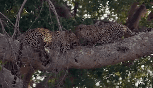 YouTube viral: Pareja de leopardos juega sobre un árbol y el video es tendencia