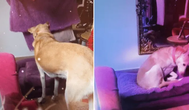 Desliza las imágenes para ver más detalles del curioso comportamiento de este perro antes de irse a dormir. (Foto: captura / TikTok)