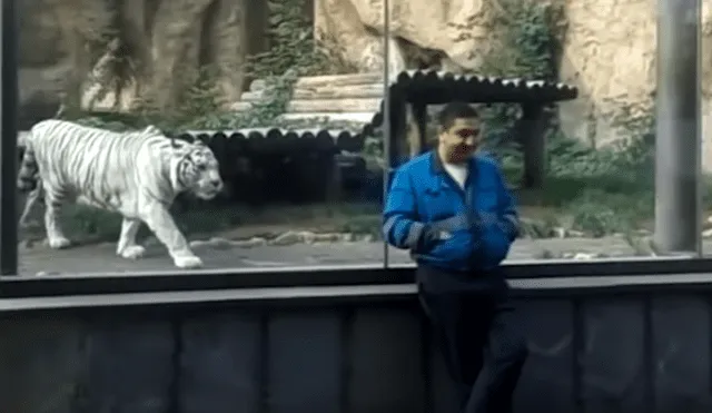 Un video viral de YouTube muestra la reacción que tuvo un tigre blanco al estar a pocos metros de turista, en zoológico.