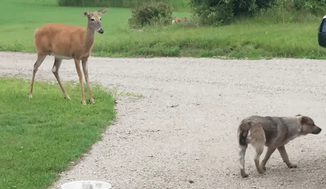 A través de YouTube se hizo viral un curioso encuentro entre un venado y un perro.