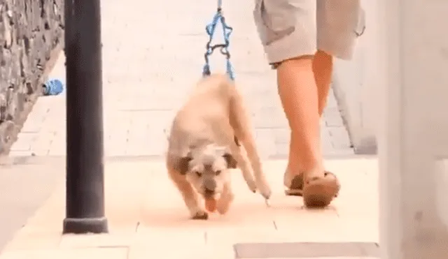 Facebook viral: hombre adopta a perro que no podía caminar y lo ayuda con terapias [VIDEO]