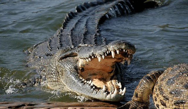 La fotografía exhibe un cocodrilo en una granja en Zambia, África. Foto: Getty images