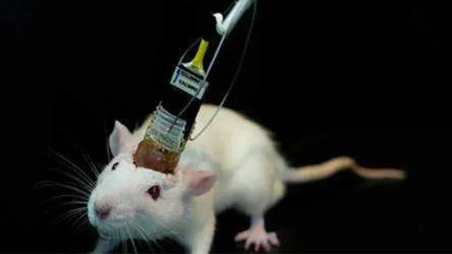 Científicos logran mantener vivo el cerebro de roedor por 25 días