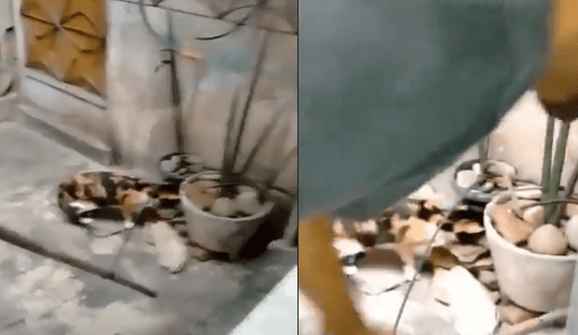 La sorprendente fuga de la "rata ninja" que es viral en las redes [VIDEO]