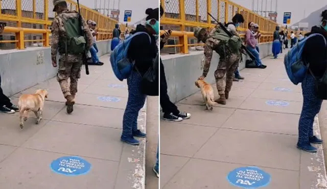 Desliza las imágenes para ver más detalles sobre esta conmovedora escena protagonizada por un perro callejero y un soldado peruano. Foto: captura de TikTok